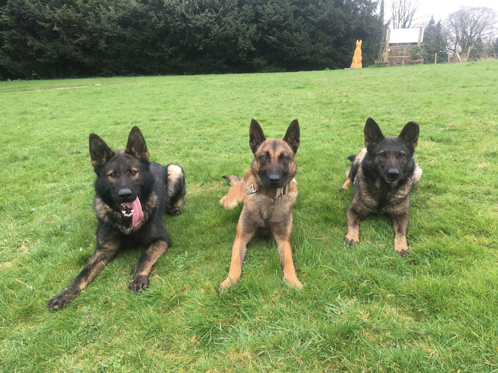 Dogs running through the walled garden at Woodborough Kennels